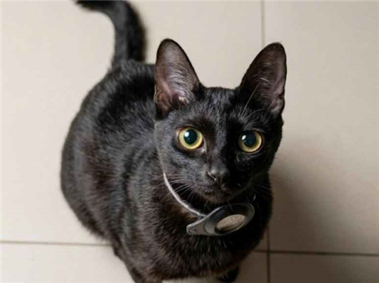 Gato Procura-Perdido Fêmea Pequeno 2 anos 