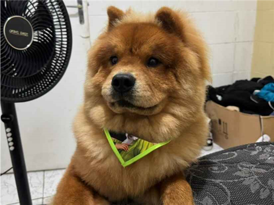 Cachorro cão para adoção Macho Médio  7 a 11 meses 
