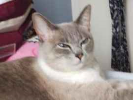 Gato para adoção Fêmea Médio 4 anos