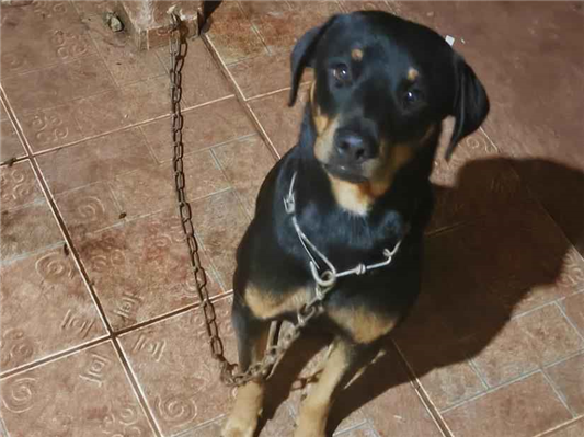 Cachorro cão para adoção Macho Médio  2 anos 