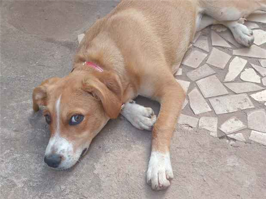 Cachorro cão para adoção Fêmea Médio  2 a 6 meses 
