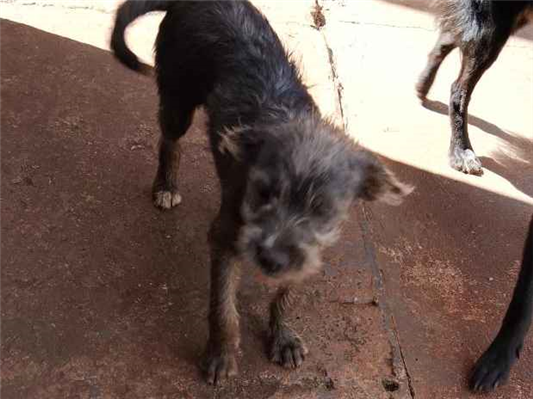 Cachorro cão para adoção Ambos Médio  7 a 11 meses 