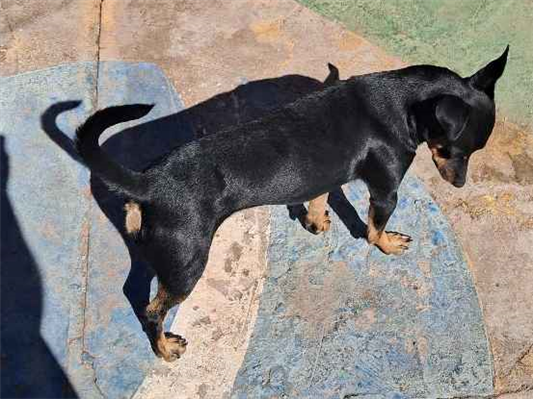 Cachorro cão para adoção Ambos Pequeno 2 a 6 meses 