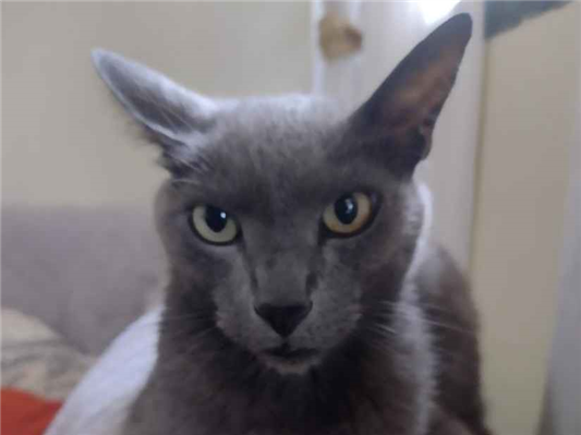 Gato Procura-Perdido Macho Médio 6 anos Acima 