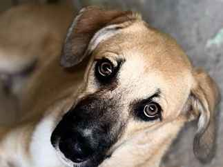 Cachorro cão para adoção Macho Médio  7 a 11 meses 