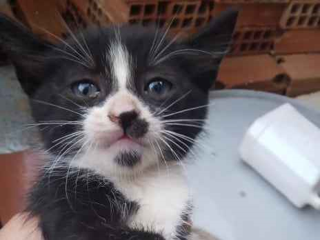 Gato para adoção Macho Pequeno 2 a 6 meses