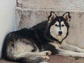 Cachorro cão para adoção Fêmea Grande 1 ano 