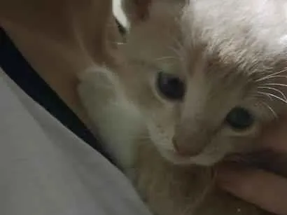 Gato SRD-ViraLata Pequeno Abaixo-de-2-meses