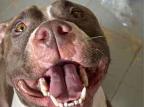 Cachorro cão para adoção Fêmea Médio  3 anos 