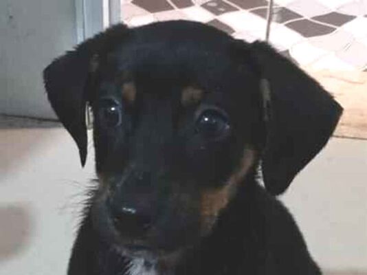 Cachorro cão para adoção Fêmea Pequeno 2 a 6 meses 