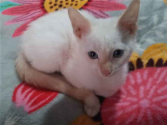 Gato para adoção Ambos Pequeno 2 a 6 meses