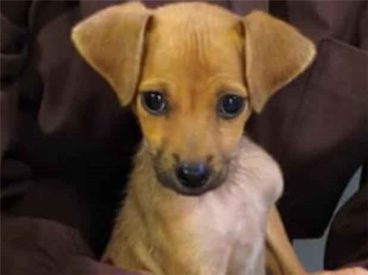 Cao - Fêmea PequenoAbaixo de 2 meses