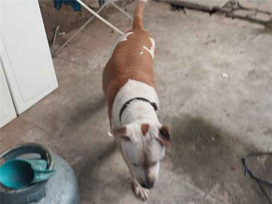 Cachorro cão para adoção Macho Grande 6 anos Acima 