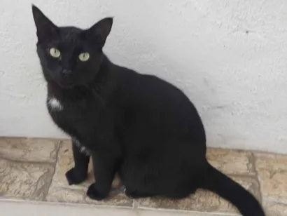 Gato SRD-ViraLata Medio 5-anos