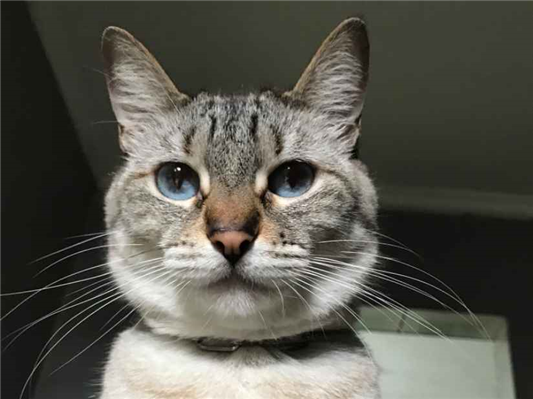 Gato para adoção Fêmea Médio 5 anos