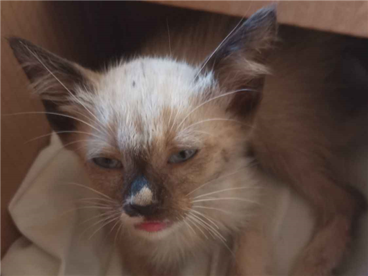 Gato - Macho Pequeno2 a 6 meses