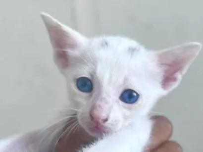 Gato SRD-ViraLata Pequeno Abaixo-de-2-meses