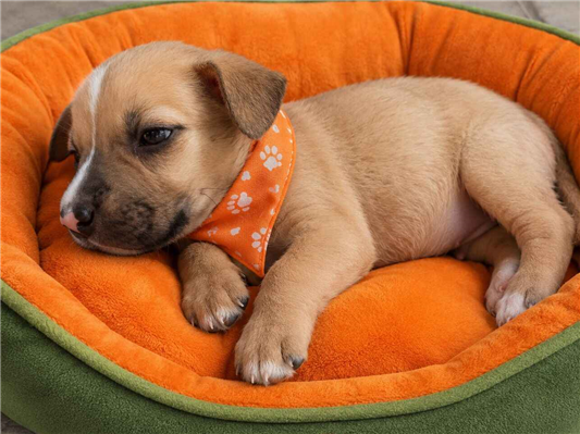 Cachorro cão para adoção Ambos Pequeno 2 a 6 meses 