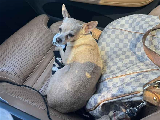 Cachorro cão para adoção Macho Médio  2 anos 