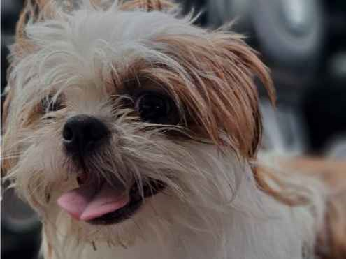 Cachorro cão para adoção Ambos Pequeno 3 anos 