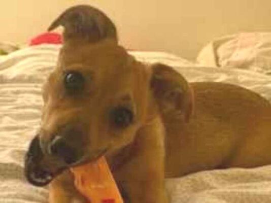 Cachorro cão para adoção Fêmea Pequeno 2 a 6 meses 
