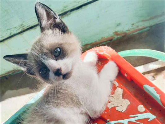Gato para adoção Ambos Pequeno 2 a 6 meses