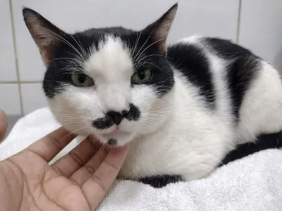 Gato SRD-ViraLata Medio 3-anos