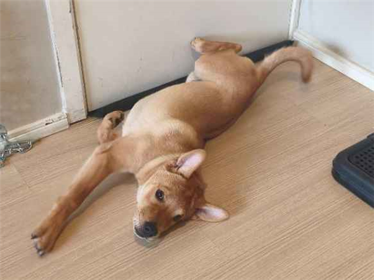 Cachorro cão para adoção Macho Médio  2 a 6 meses 
