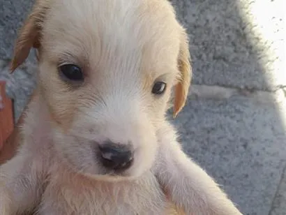 Cao SRD-ViraLata Pequeno Abaixo-de-2-meses