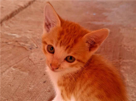 Gato para adoção Fêmea Médio 2 anos