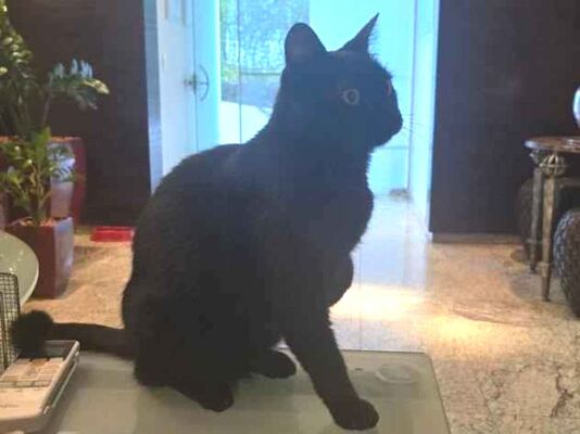 Gato para adoção Fêmea Médio 2 anos