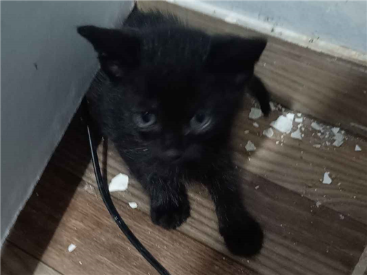 Gato para adoção Fêmea Pequeno 2 a 6 meses