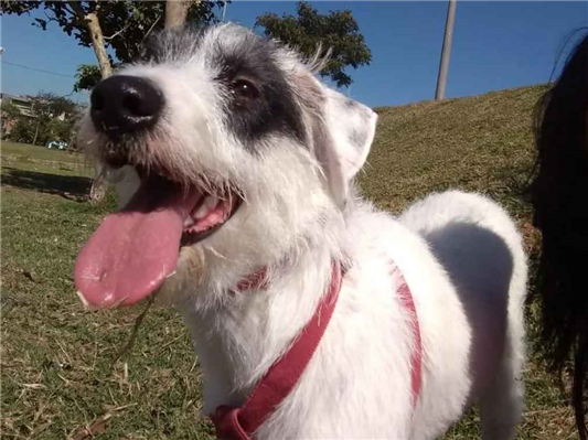 Cachorro cão para adoção Fêmea Médio  4 anos 