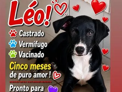 Cao SRD-ViraLata Pequeno 2-a-6-meses