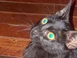 Gato para adoção Fêmea Médio 2 a 6 meses