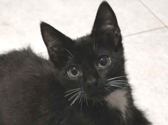 Gato para adoção Macho Pequeno 2 a 6 meses