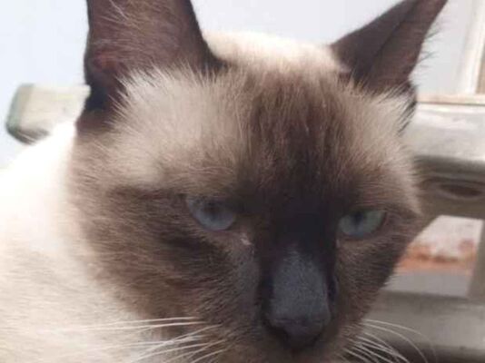 Gato Procura-Perdido Macho Médio 4 anos 