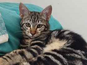 Gato Procura-Perdido Macho Médio 7 a 11 meses 