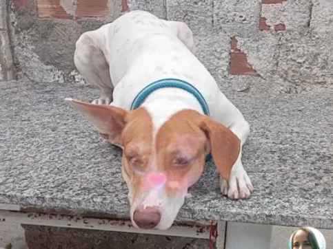 Cachorro cão para adoção Macho Médio  2 anos 