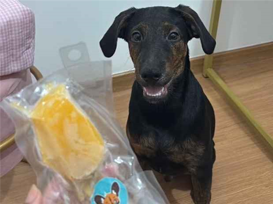 Cachorro cão para adoção Macho Médio  2 a 6 meses 