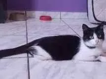 Gato SRD-ViraLata Medio 