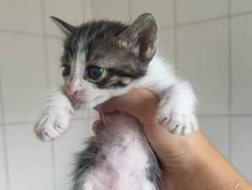 Gato para adoção Macho Pequeno Abaixo de 2 meses