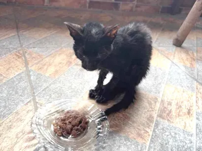 Gato SRD-ViraLata Pequeno Abaixo-de-2-meses