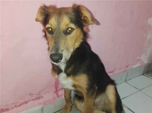 Cachorro cão para adoção Macho Médio  2 a 6 meses 