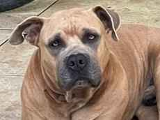 Cachorro cão para adoção Macho Médio  5 anos 