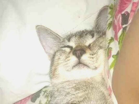Gato para adoção Fêmea Pequeno 2 a 6 meses