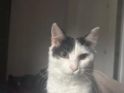 Gato SRD-ViraLata Pequeno 2-a-6-meses