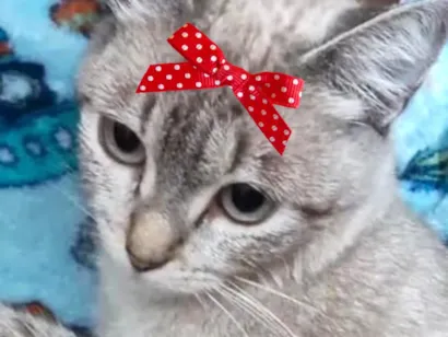 Gato SRD-ViraLata Pequeno 7-a-11-meses