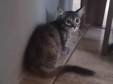 Gato para adoção Macho Pequeno 2 a 6 meses