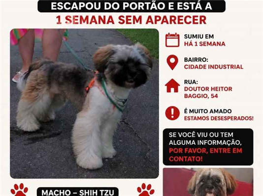 Cao Procura-Perdido Macho Médio 1 ano 